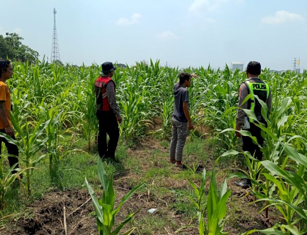 Dorong Swasembada Pangan, Polisi Tinjau Lahan Jagung Siap Panen di Balongbendo